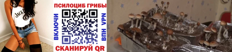 Псилоцибиновые грибы Psilocybine cubensis  цена   Зея 